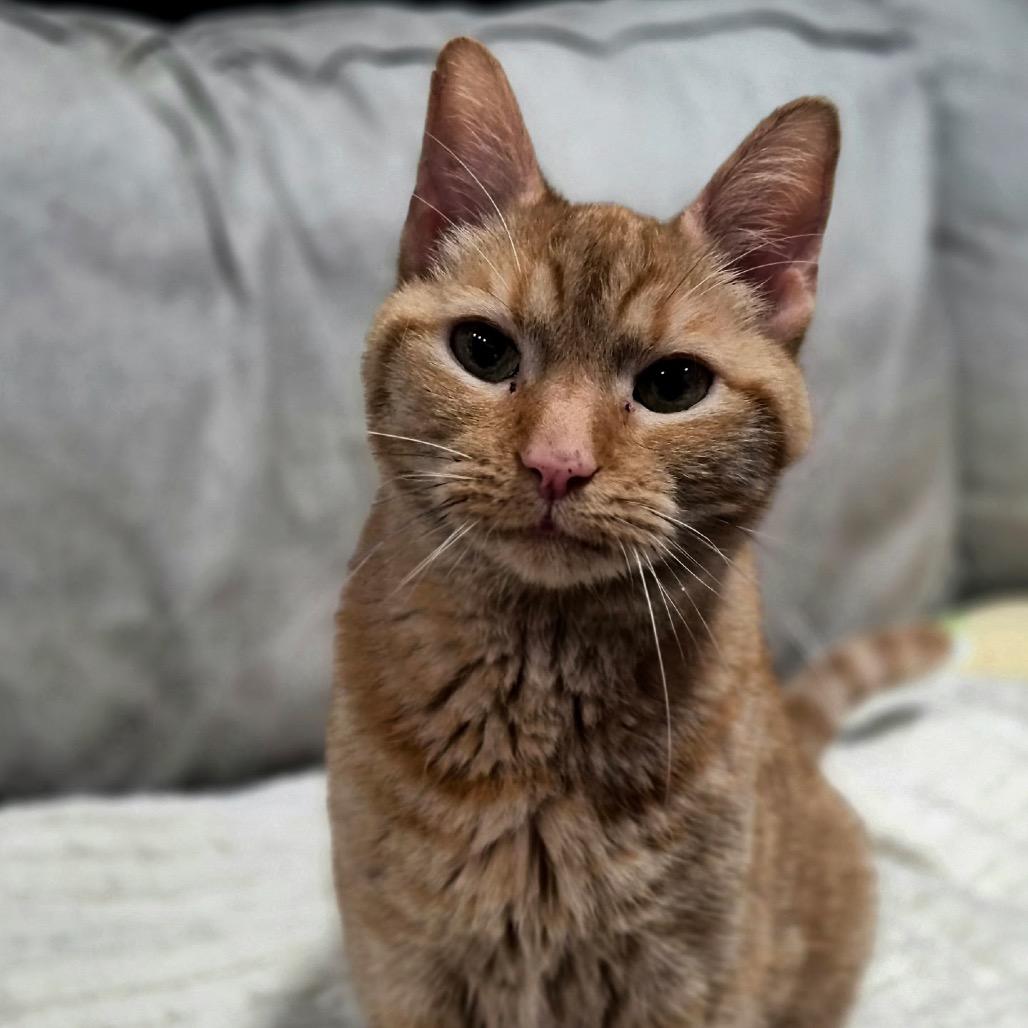 Enlarge Gingerbread, a Adoptable Domestic Short Hair in Springboro, OH image 1/5