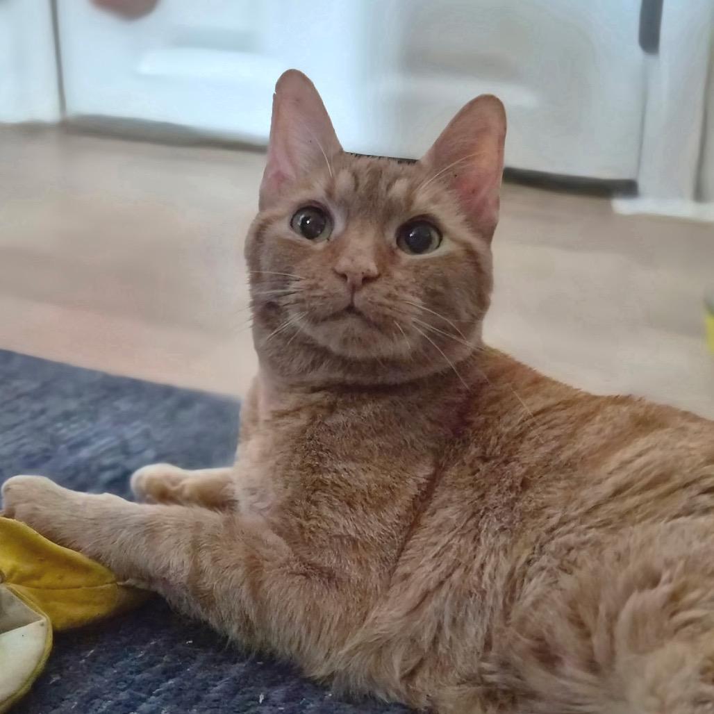 Enlarge Gingerbread, a Adoptable Domestic Short Hair in Springboro, OH image 2/5