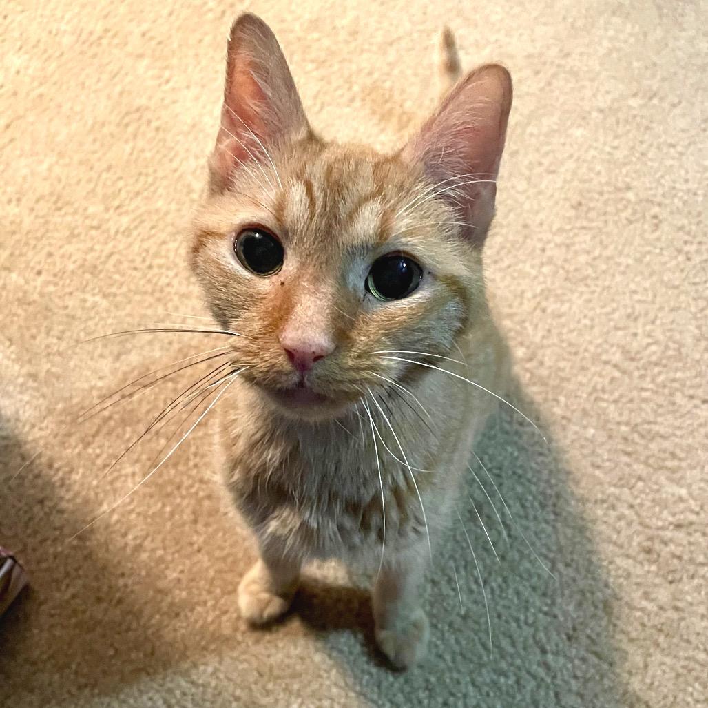 Gingerbread, Adoptable, Senior Female Domestic Short Hair.