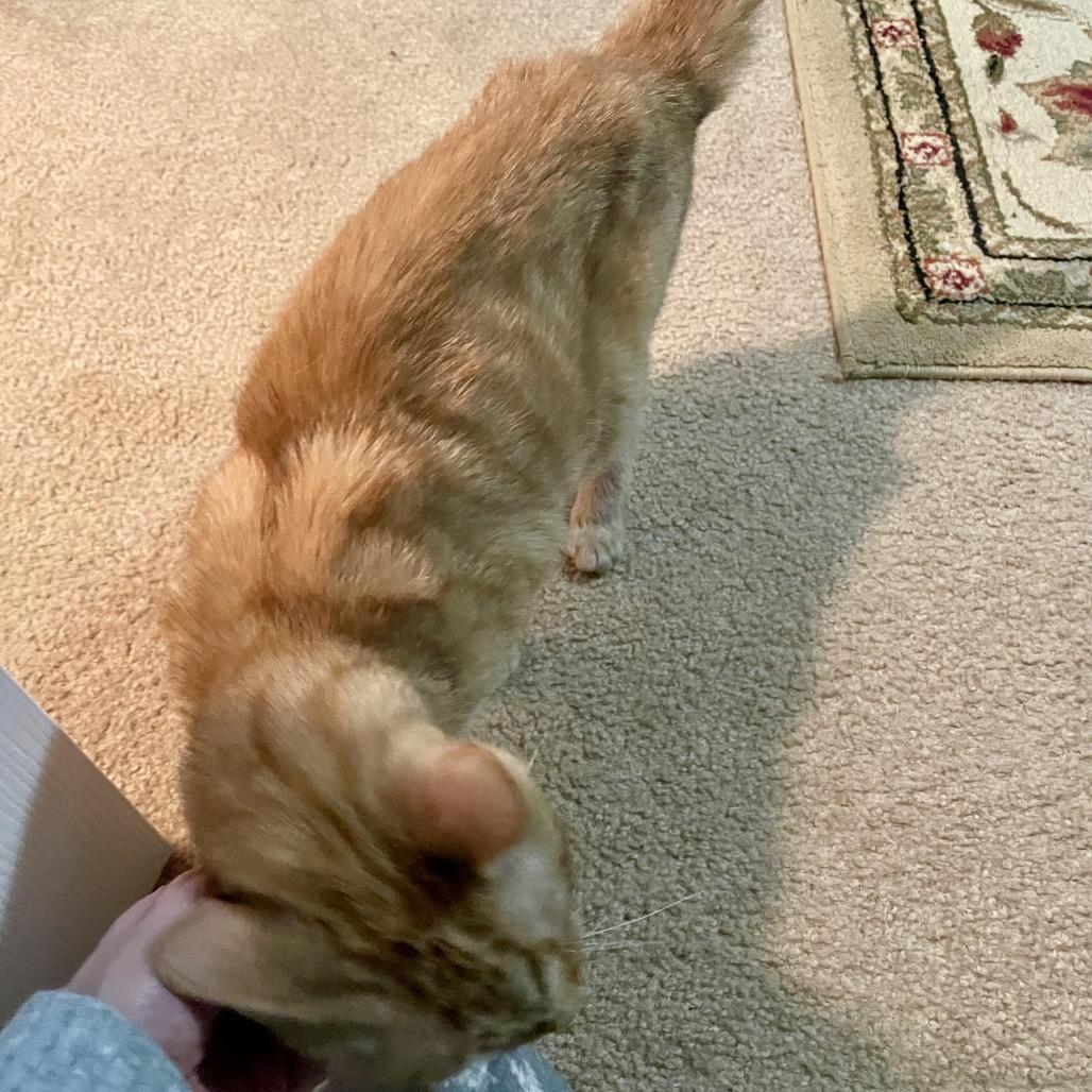 Enlarge Gingerbread, a Adoptable Domestic Short Hair in Springboro, OH image 2/2