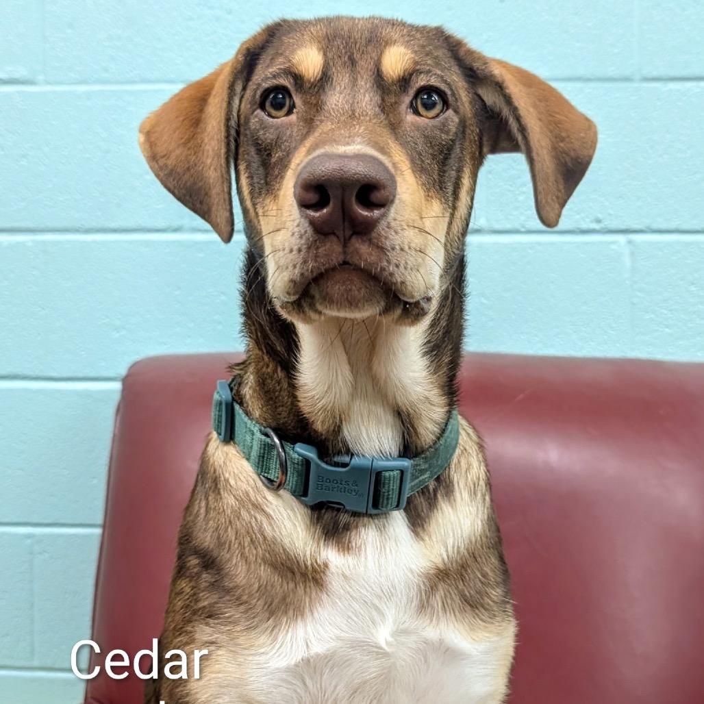 Enlarge Cedar, a Adoptable mixed breed in Huntsville, AL image 1/1