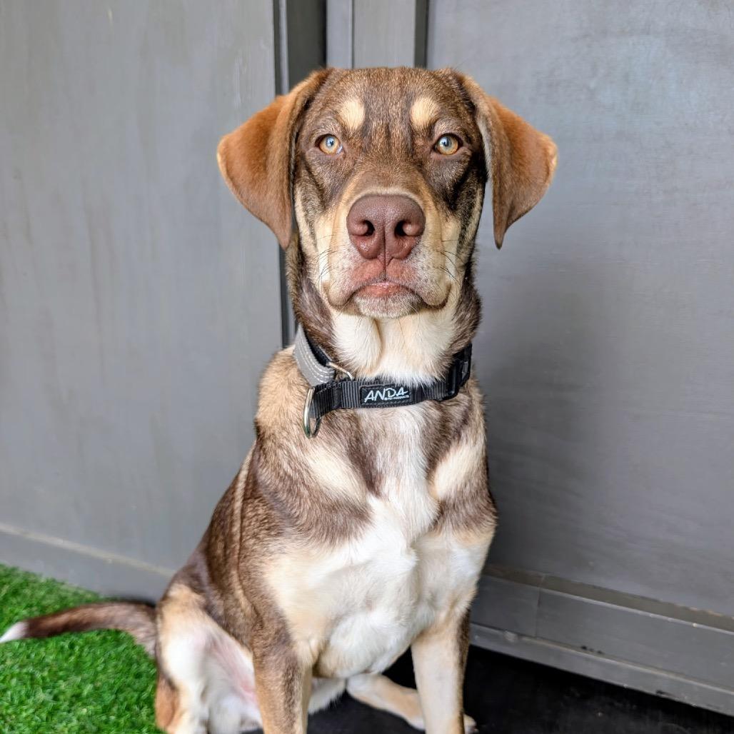 Enlarge Cedar, a Adoptable mixed breed in Huntsville, AL image 2/6