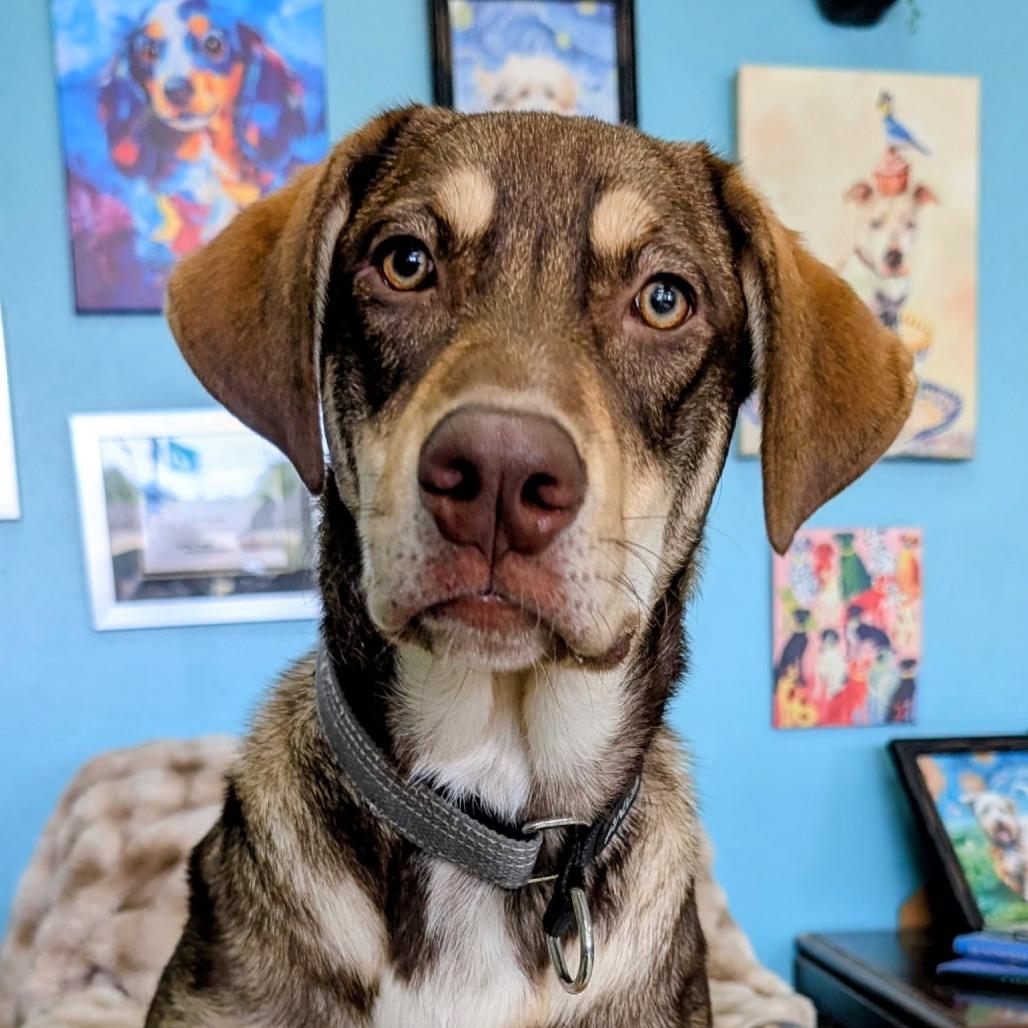Enlarge Cedar, a Adoptable mixed breed in Huntsville, AL image 3/6
