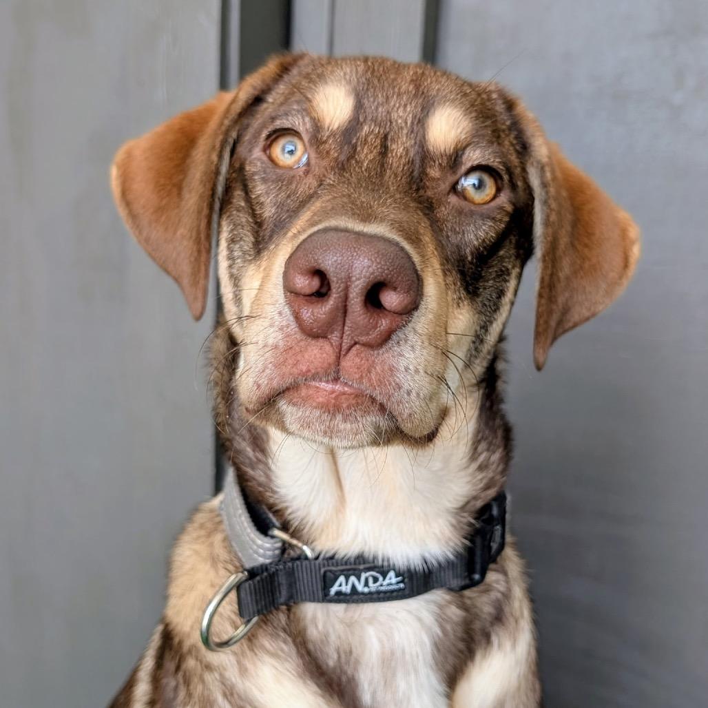 Enlarge Cedar, a Adoptable mixed breed in Huntsville, AL image 4/6