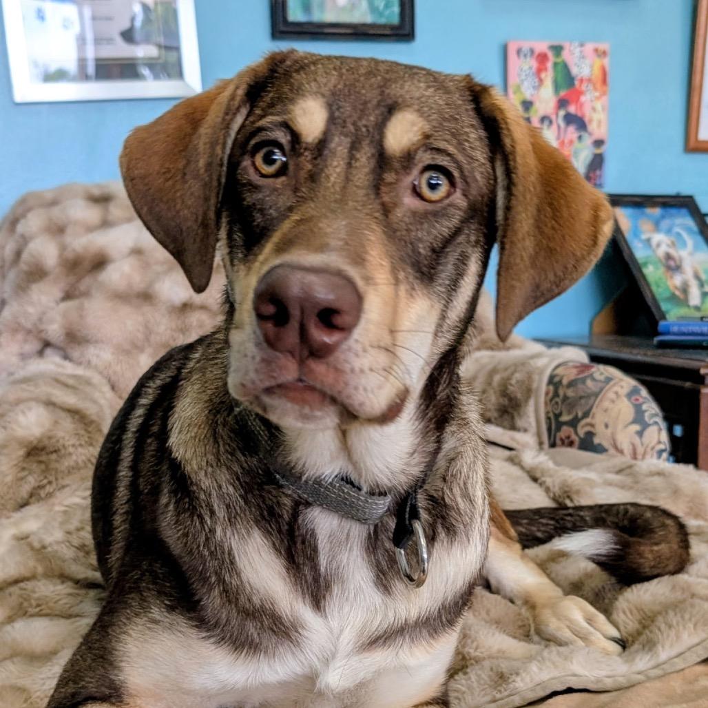 Enlarge Cedar, a Adoptable mixed breed in Huntsville, AL image 5/6
