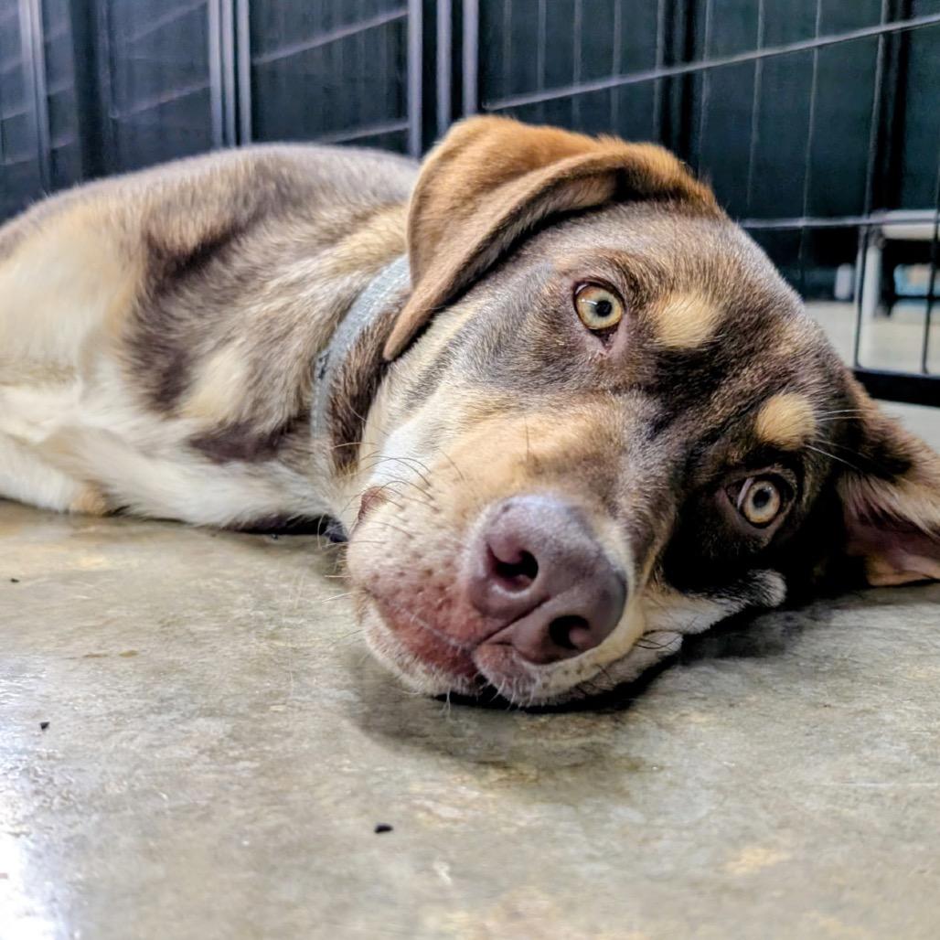 Enlarge Cedar, a Adoptable mixed breed in Huntsville, AL image 6/6