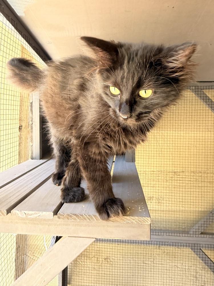 Enlarge Pistachio, a Adoptable Domestic Medium Hair in Topeka, KS image 2/2