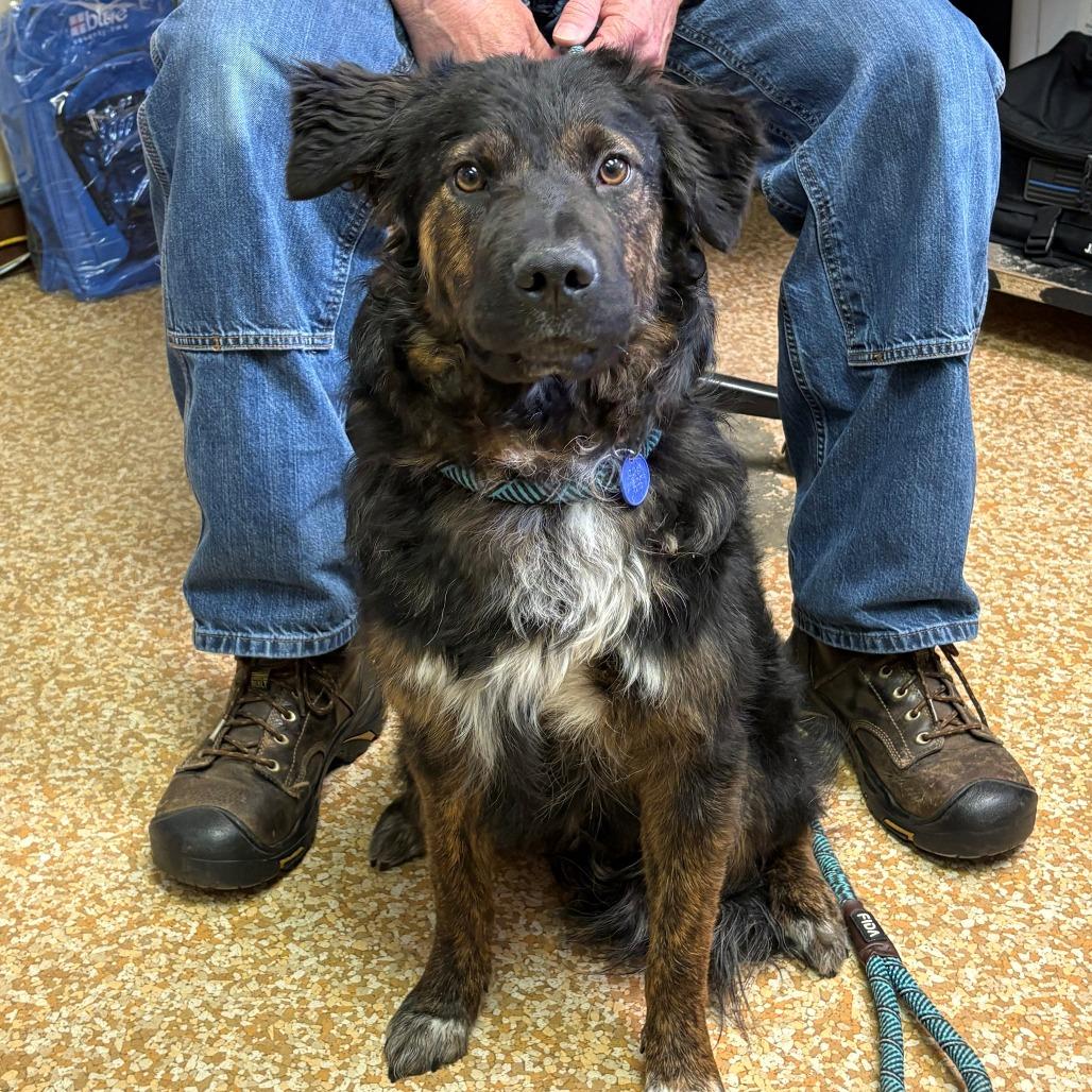 Sage, a Adoptable mixed breed in Chehalis, WA image 2/3