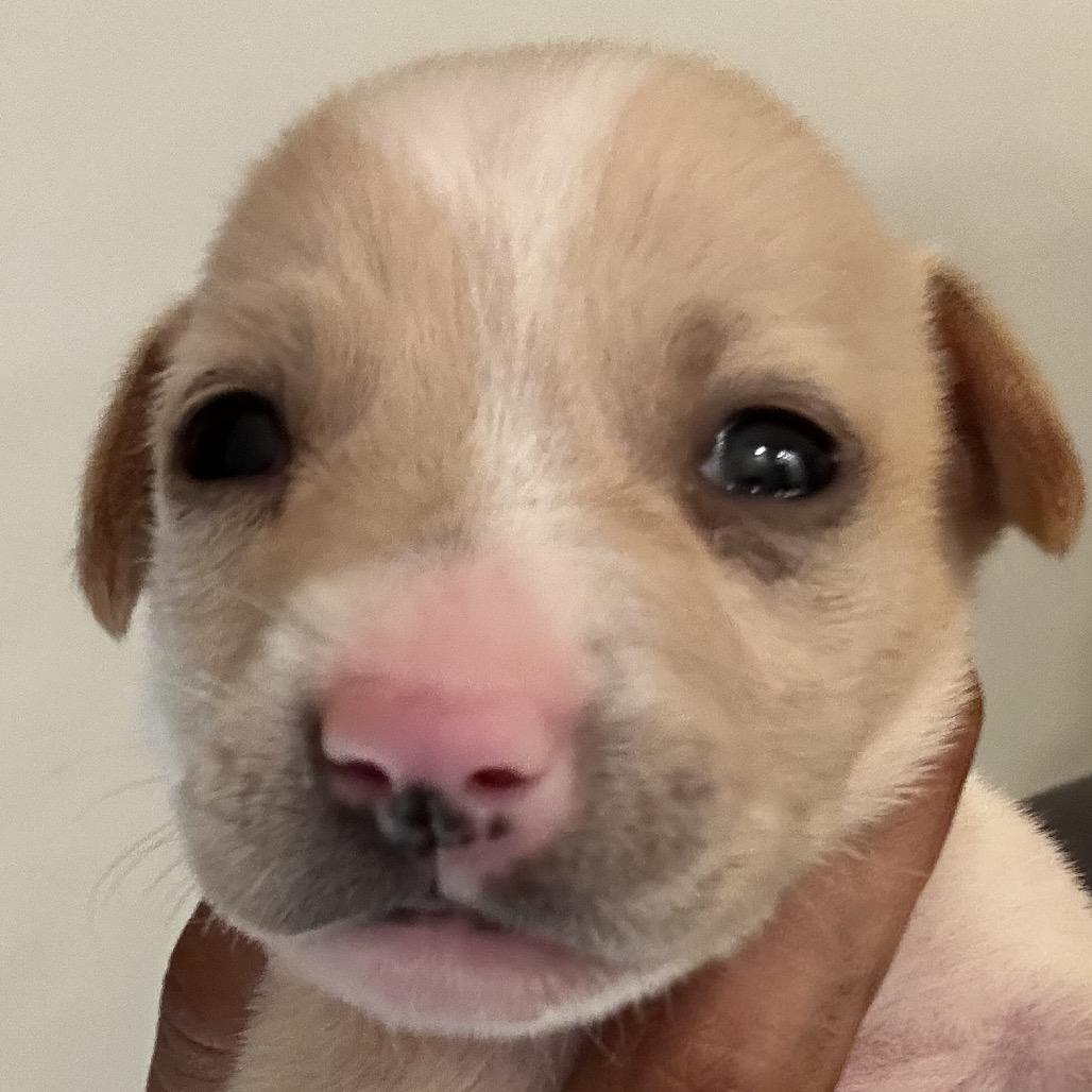 CHARMING, Baby Male Australian Cattle Dog / Blue Heeler