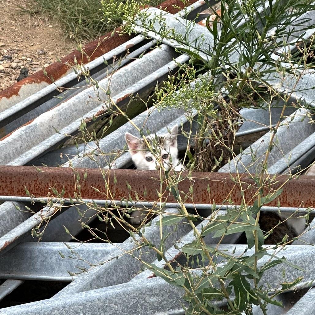 Enlarge Barley, a Adoptable Domestic Short Hair in Leechburg, PA image 2/6