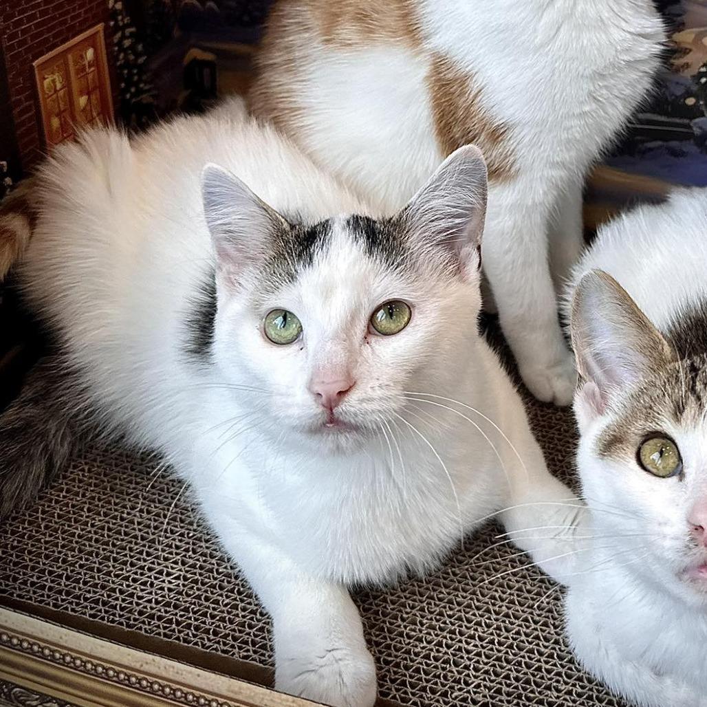 Enlarge Barley, a Adoptable Domestic Short Hair in Leechburg, PA image 1/6