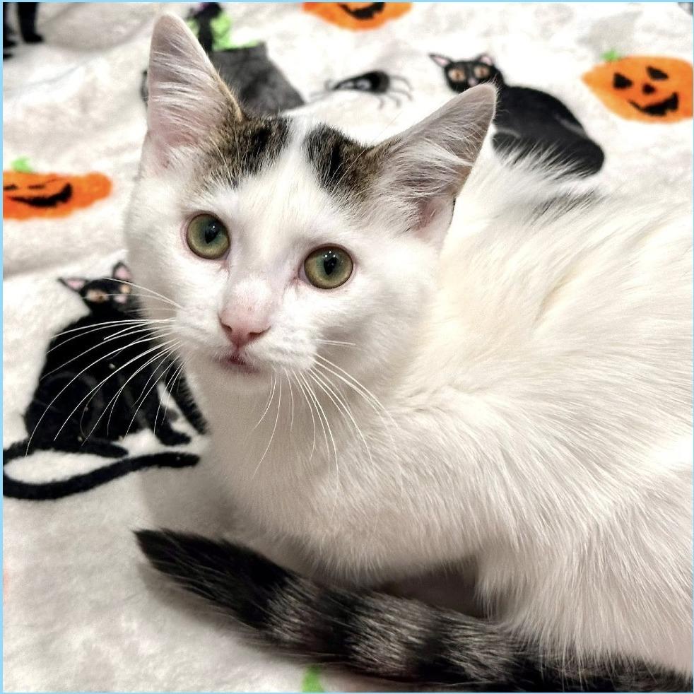 Enlarge Barley, a Adoptable Domestic Short Hair in Leechburg, PA image 3/6