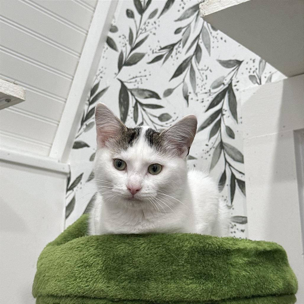 Enlarge Barley, a Adoptable Domestic Short Hair in Leechburg, PA image 4/6