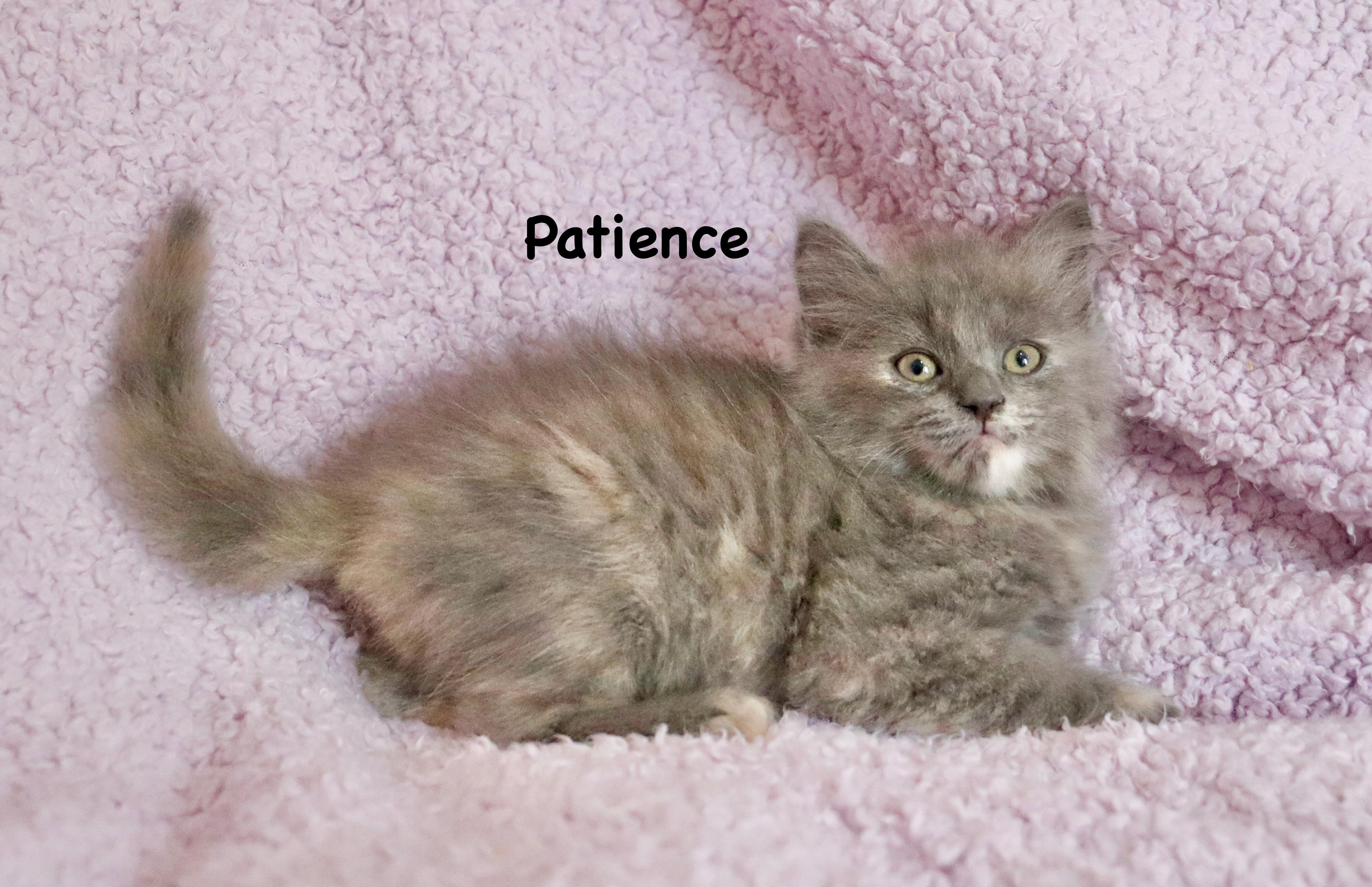Enlarge Patience, an adopted mixed breed in Saint Augustine, FL image 4/6