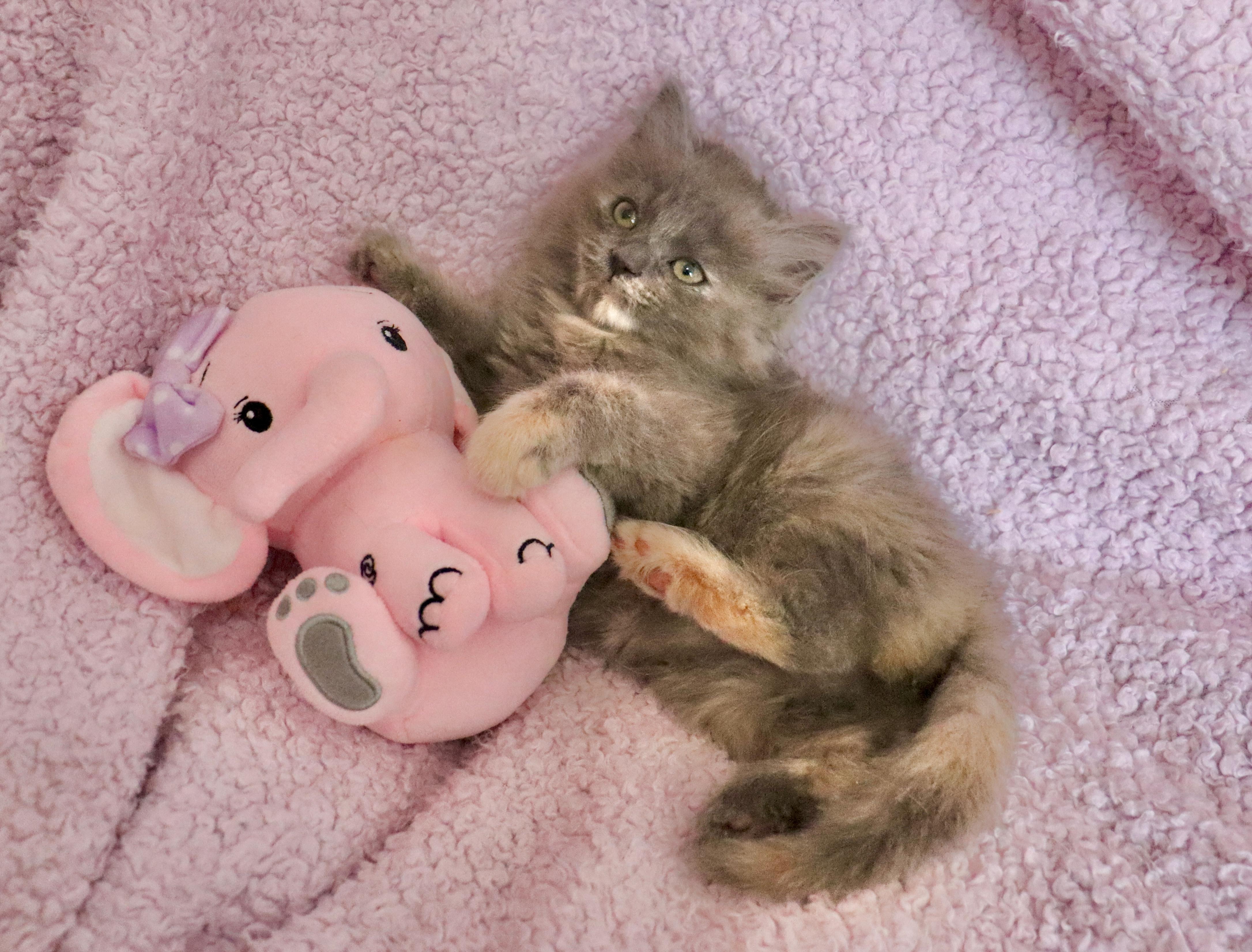 Patience, adopted, Kitten Female Maine Coon & Domestic Long Hair.