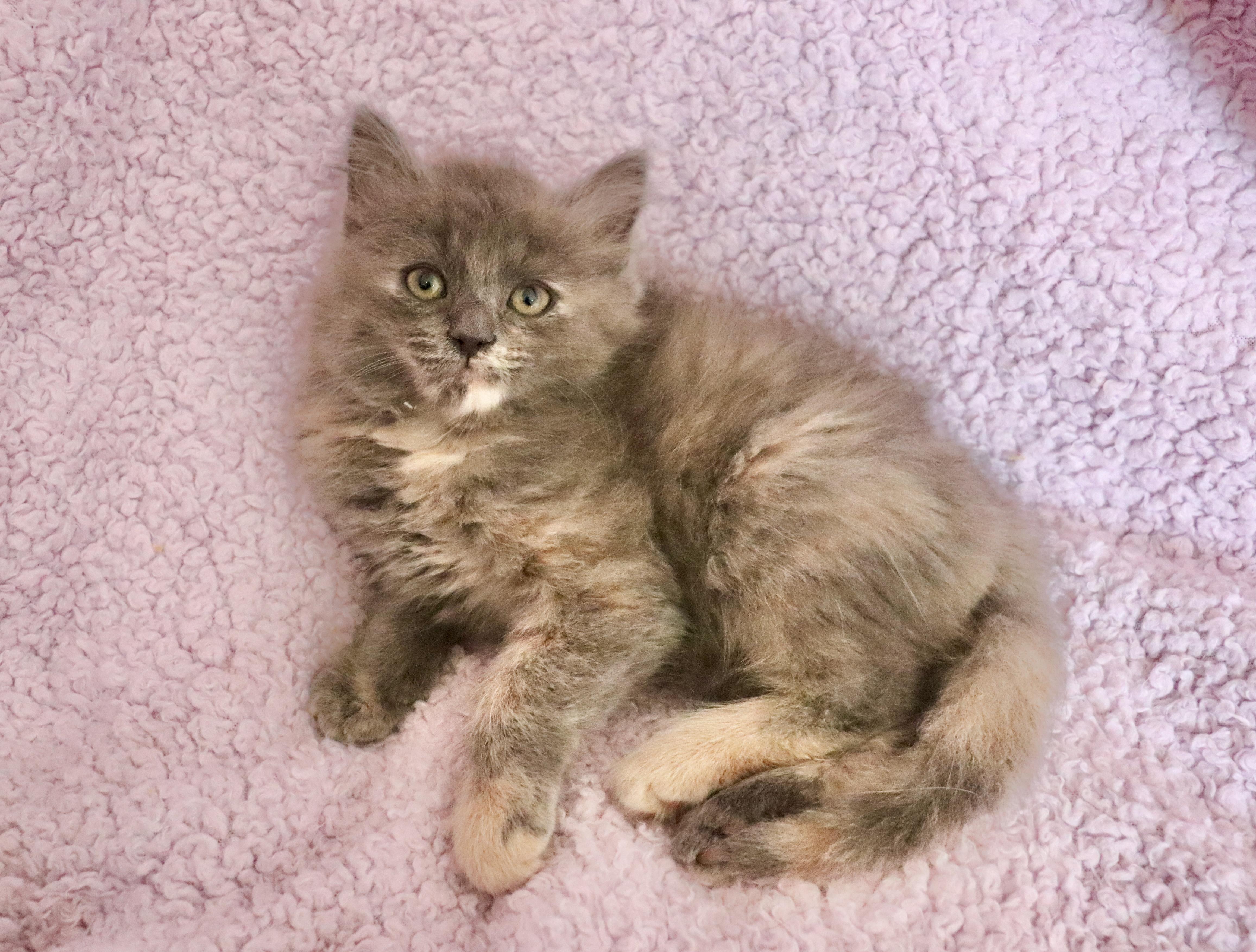 Enlarge Patience, an adopted mixed breed in Saint Augustine, FL image 3/6