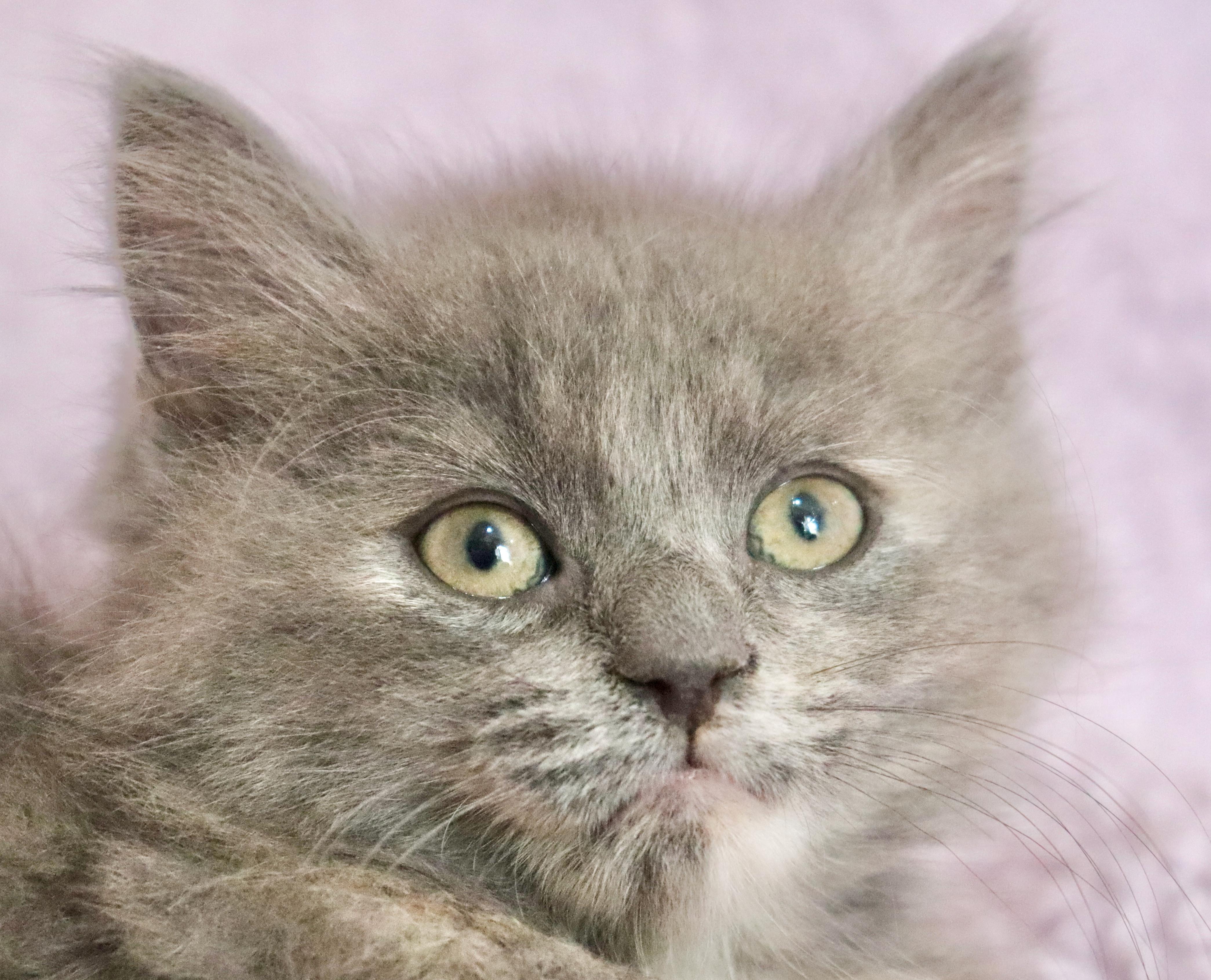 Enlarge Patience, an adopted mixed breed in Saint Augustine, FL image 2/6