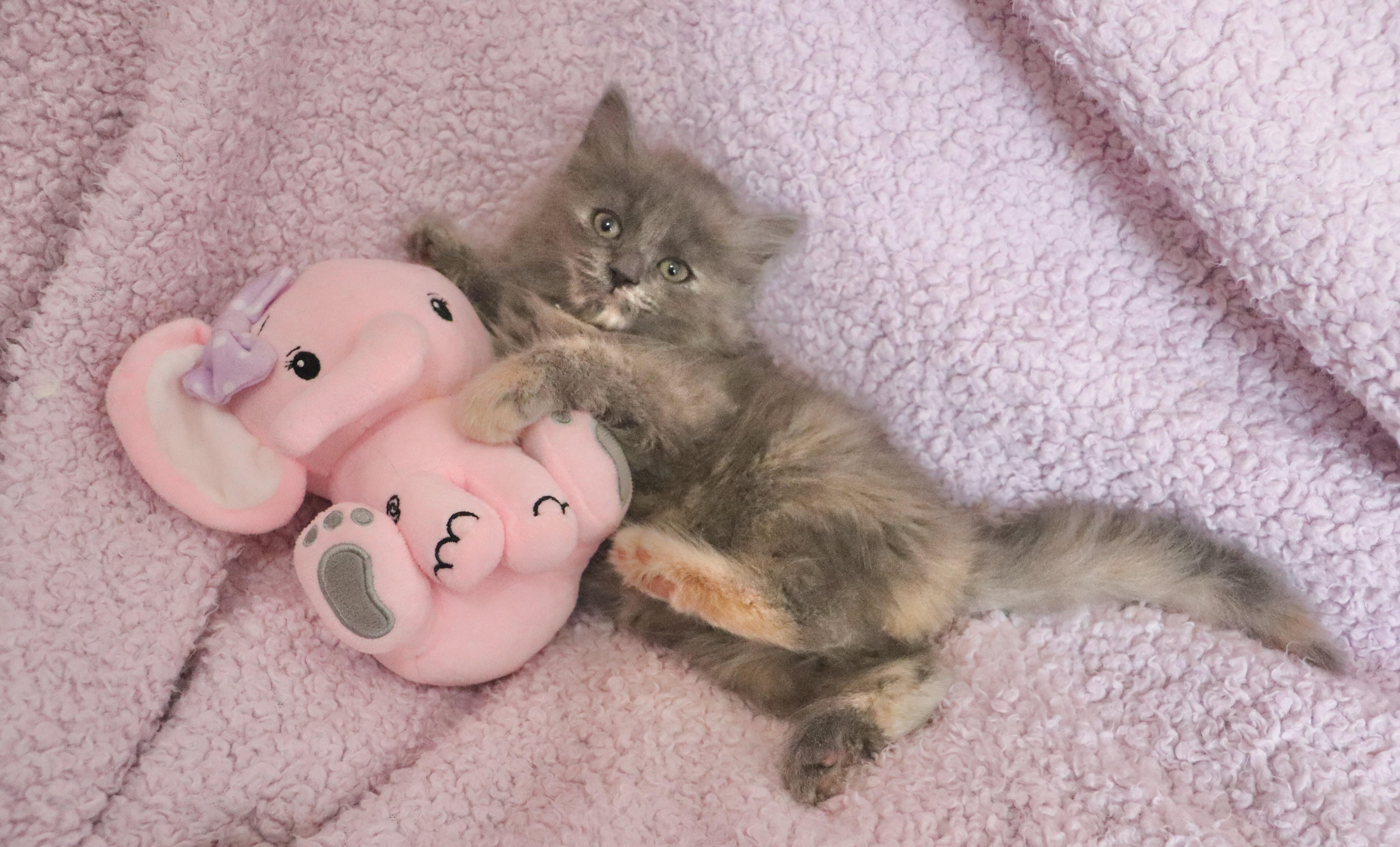 Enlarge Patience, an adopted mixed breed in Saint Augustine, FL image 5/6