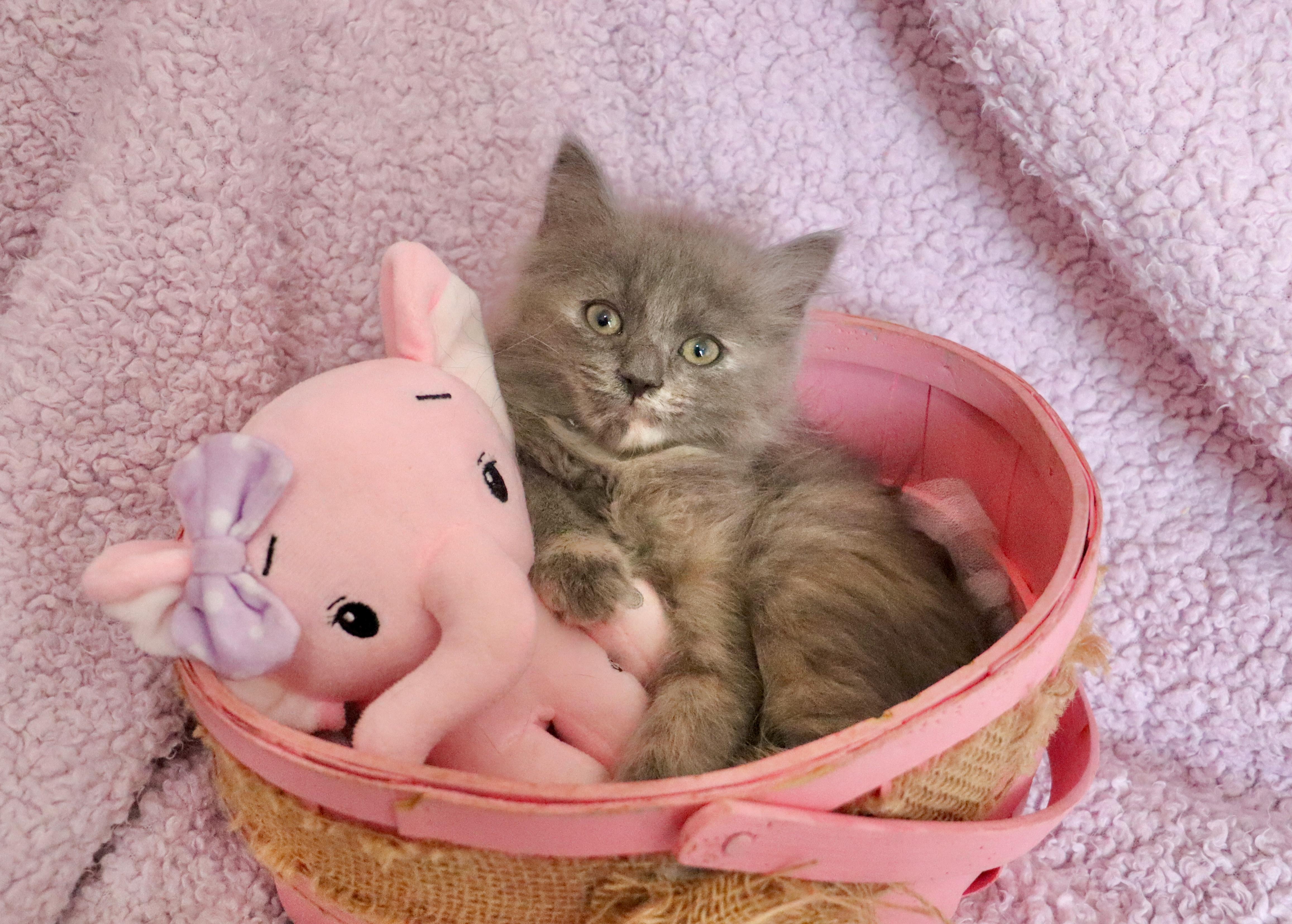 Enlarge Patience, an adopted mixed breed in Saint Augustine, FL image 6/6