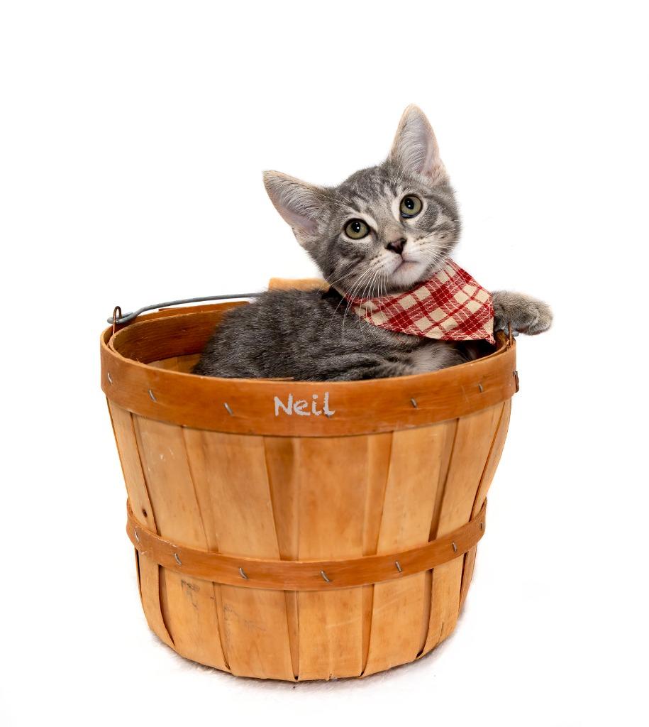 Neil, Adoptable, Kitten Male Domestic Short Hair.