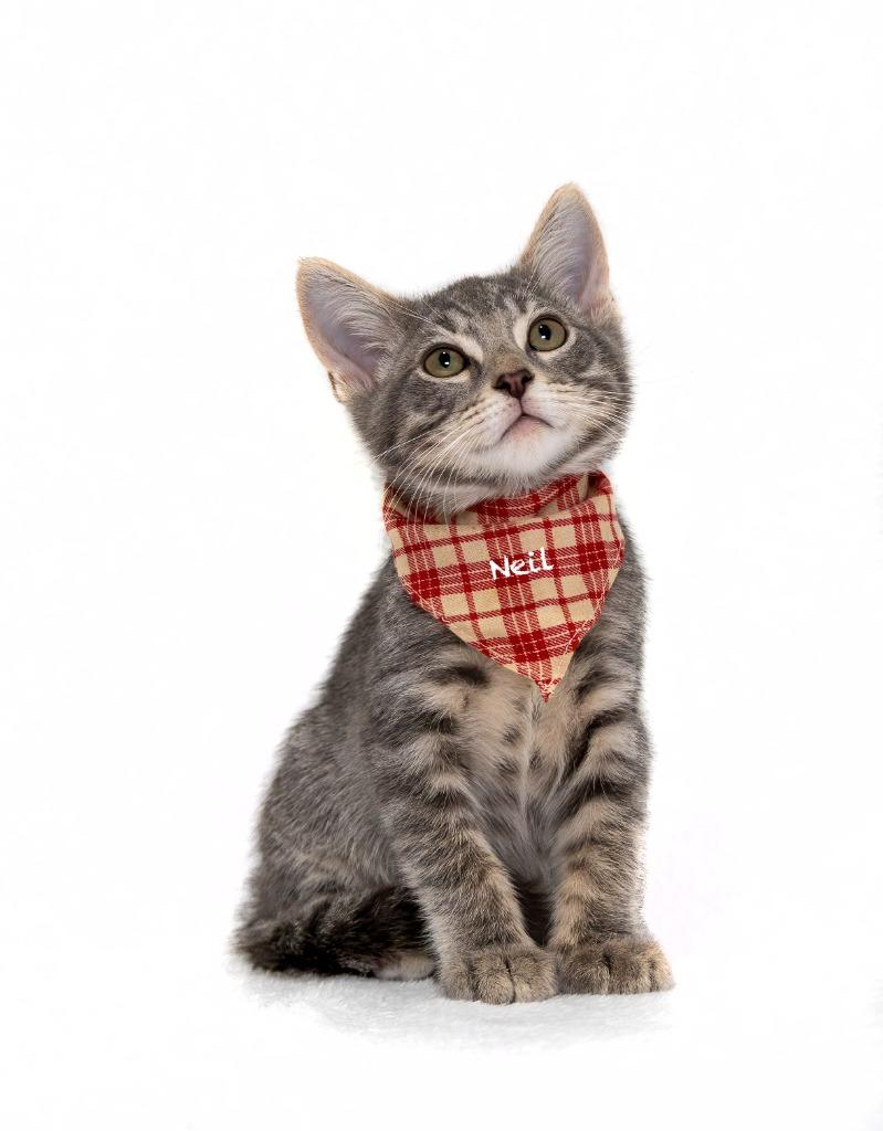 Enlarge Neil, a Adoptable mixed breed in Hot Springs Village, AR image 2/2