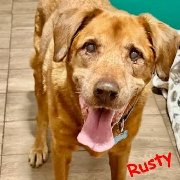 Rusty, a Adoptable Labrador Retriever in Palm Harbor, FL image 2/5