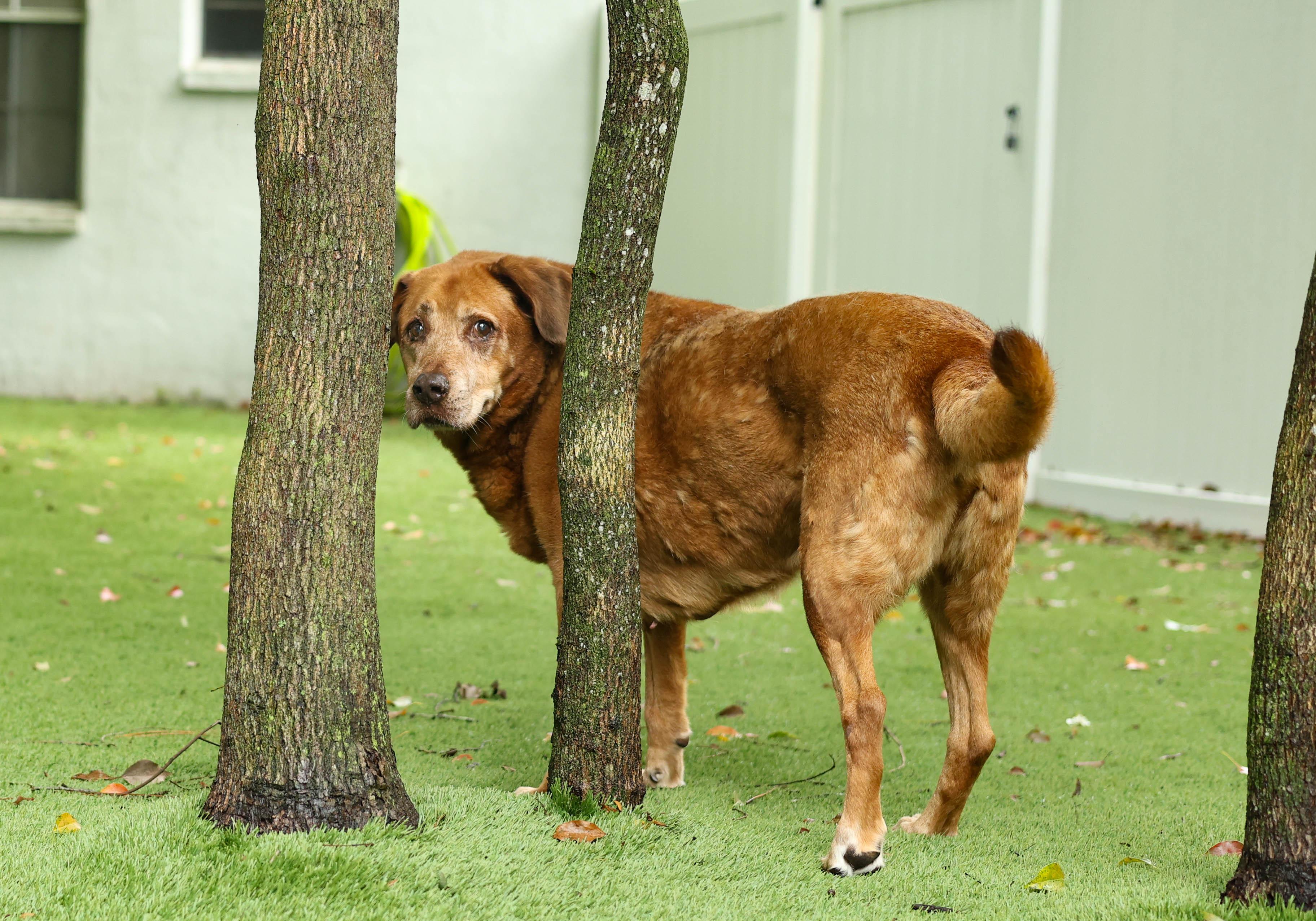 Rusty, a Adoptable Labrador Retriever in Palm Harbor, FL image 5/5