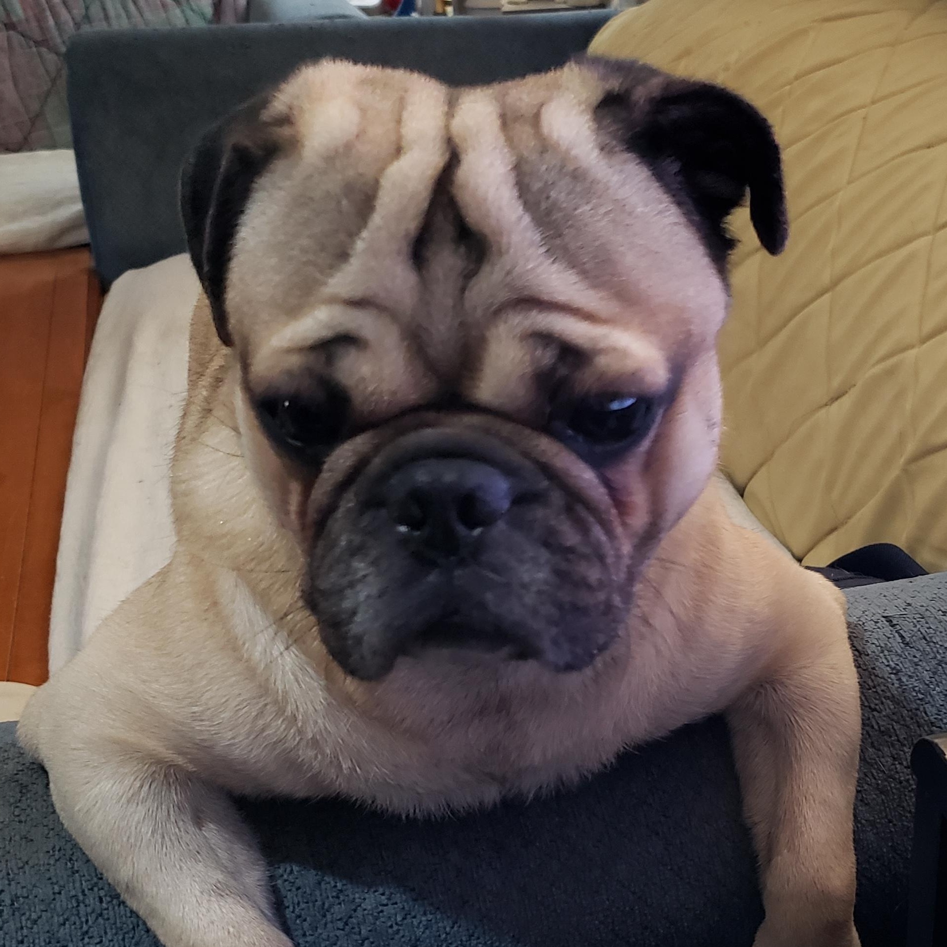 Gizmo, Adopted, Adult Male Pug.