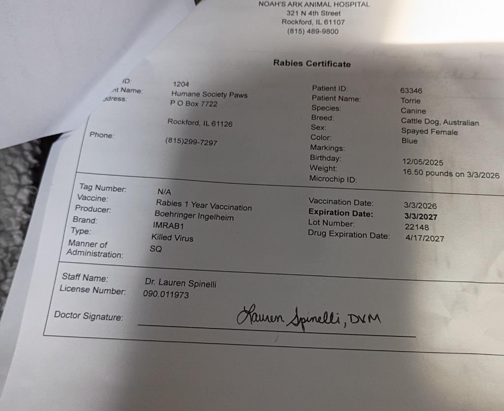 Enlarge Torrie, a Adopted mixed breed in Rockford, IL image 1/4