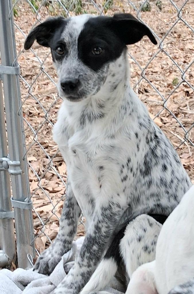 Enlarge Torrie, a Adopted mixed breed in Rockford, IL image 4/4