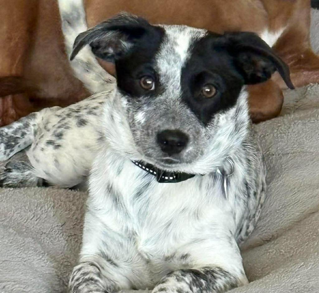 Enlarge Torrie, a Adopted mixed breed in Rockford, IL image 2/4