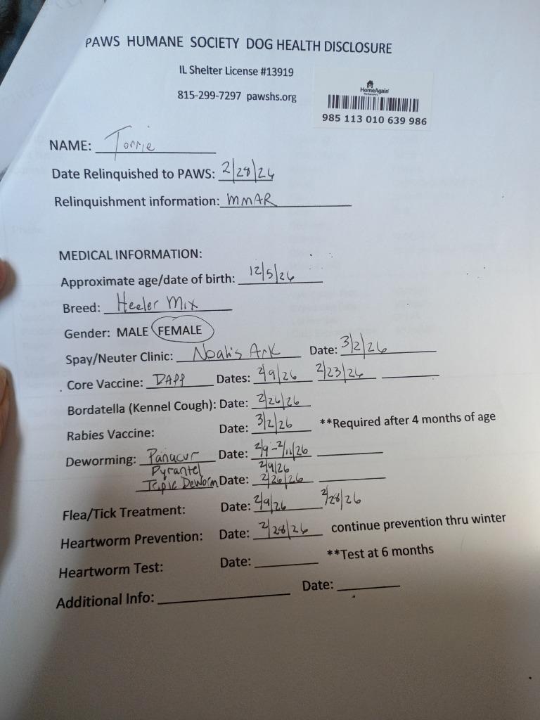 Enlarge Torrie, a Adopted mixed breed in Rockford, IL image 3/4