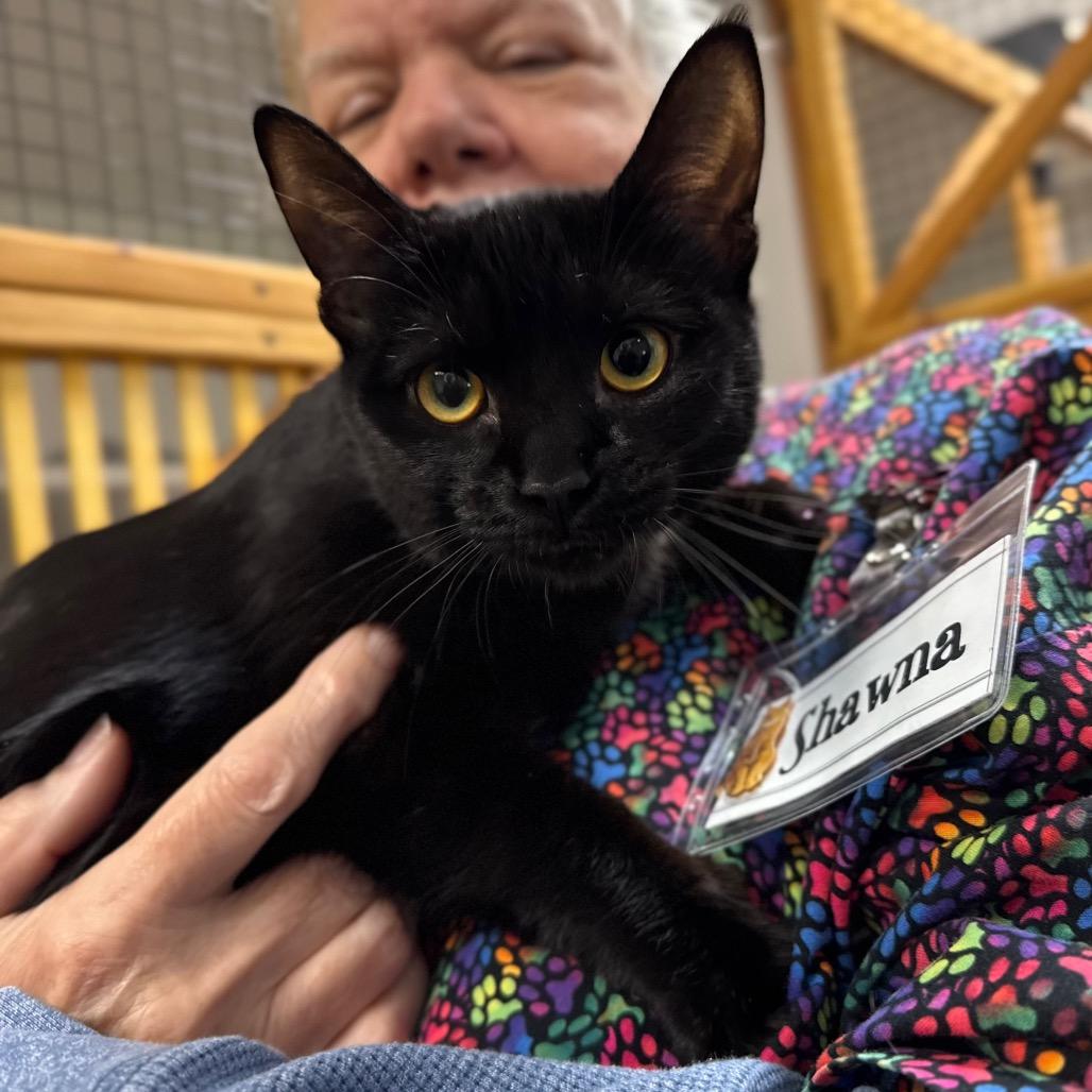 Lilly, Adoptable, Young Female Domestic Short Hair.