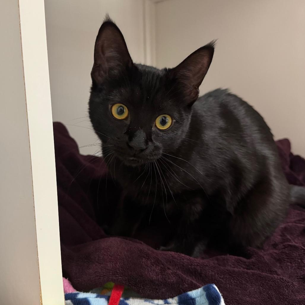 Enlarge Lilly, a Adoptable Domestic Short Hair in Port Angeles, WA image 2/6