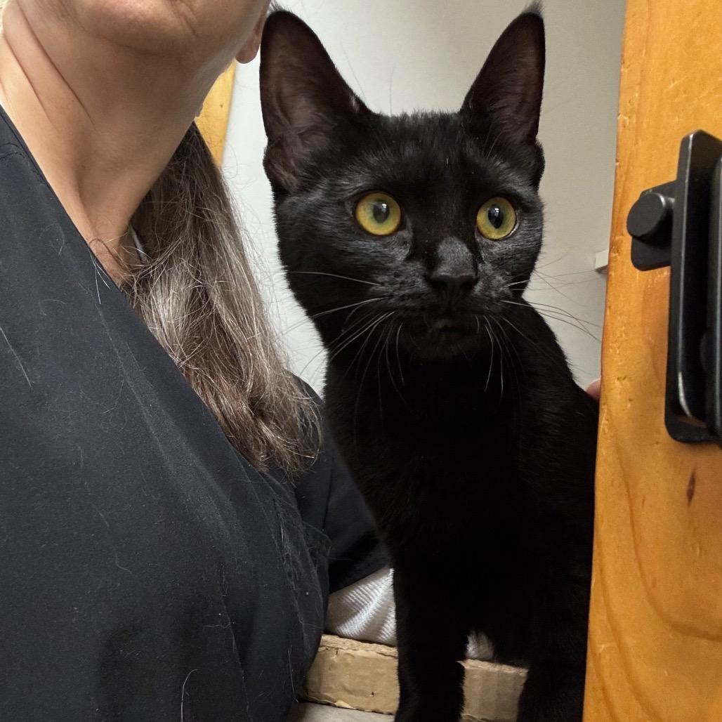 Enlarge Lilly, a Adoptable Domestic Short Hair in Port Angeles, WA image 3/6