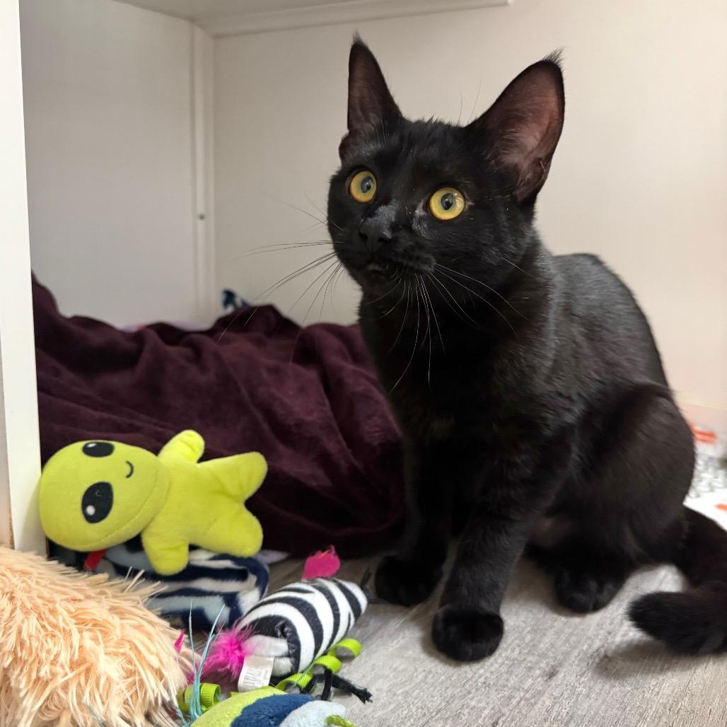 Enlarge Lilly, a Adoptable Domestic Short Hair in Port Angeles, WA image 4/6