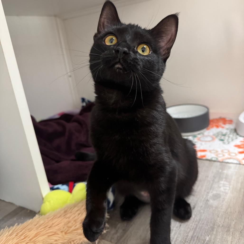 Enlarge Lilly, a Adoptable Domestic Short Hair in Port Angeles, WA image 5/6