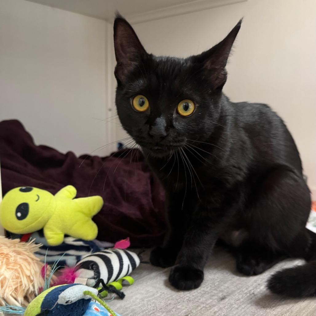 Enlarge Lilly, a Adoptable Domestic Short Hair in Port Angeles, WA image 6/6