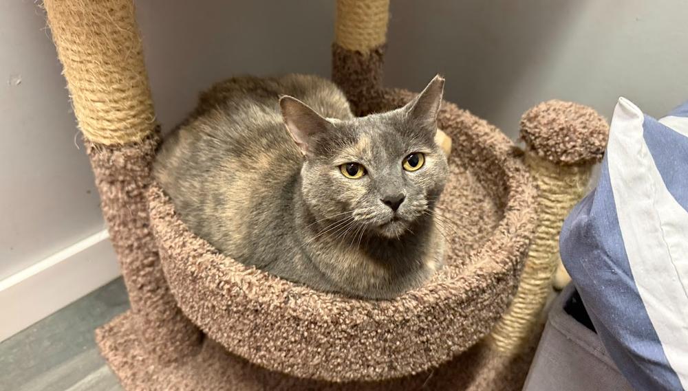 Enlarge Stardust, a Adoptable Domestic Short Hair in Hudson, NH image 1/1