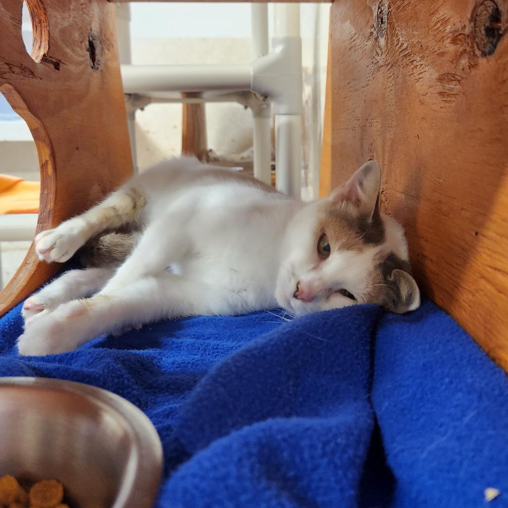 Mercury, Adoptable, Adult Female Domestic Short Hair.