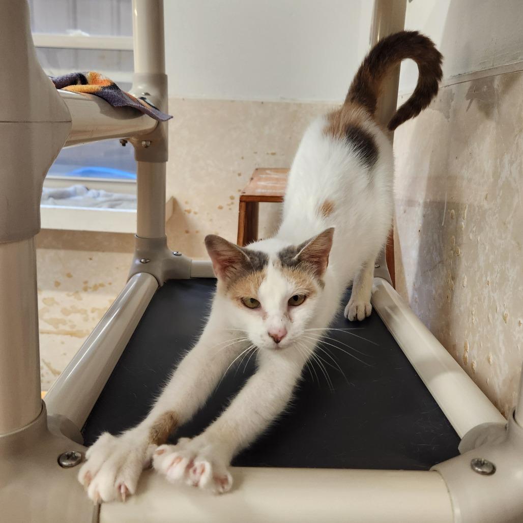 Enlarge Mercury, a Adoptable Domestic Short Hair in Delaware, OH image 2/6