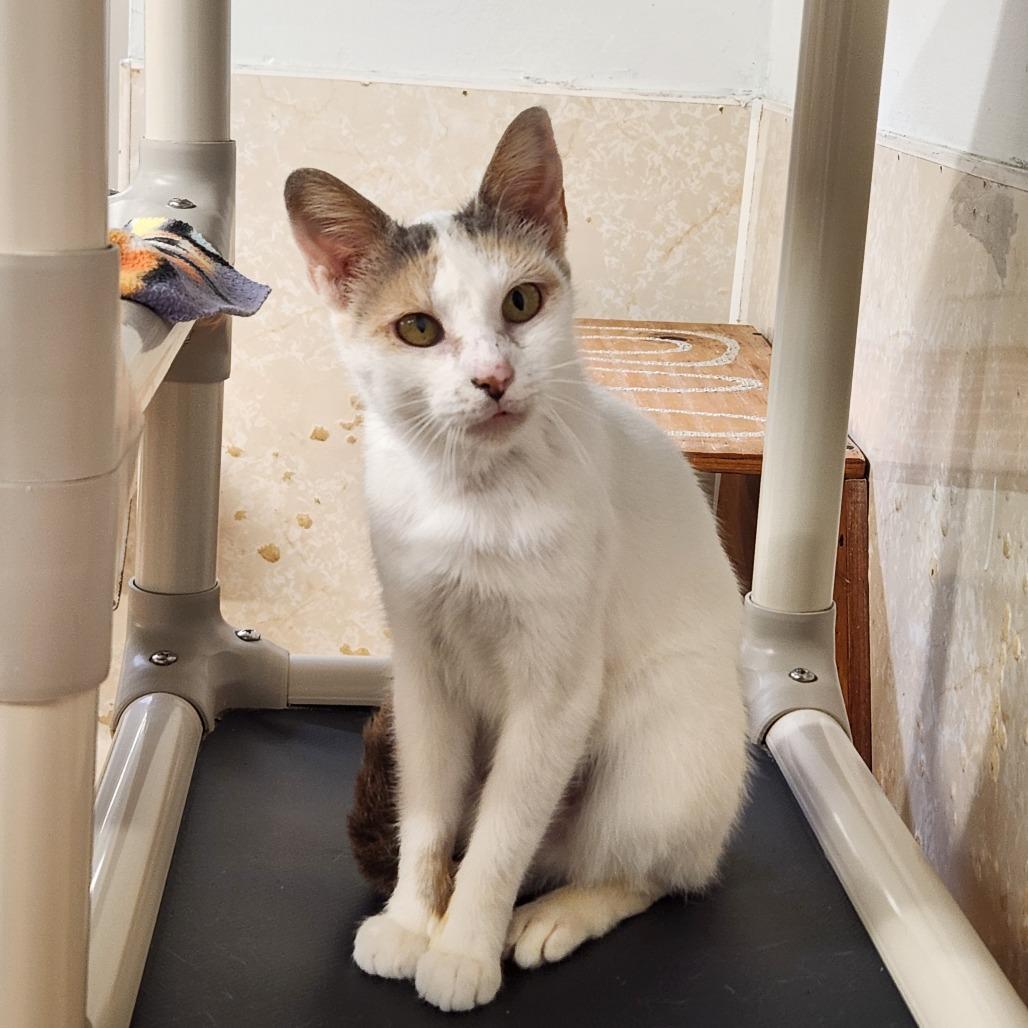 Enlarge Mercury, a Adoptable Domestic Short Hair in Delaware, OH image 3/6