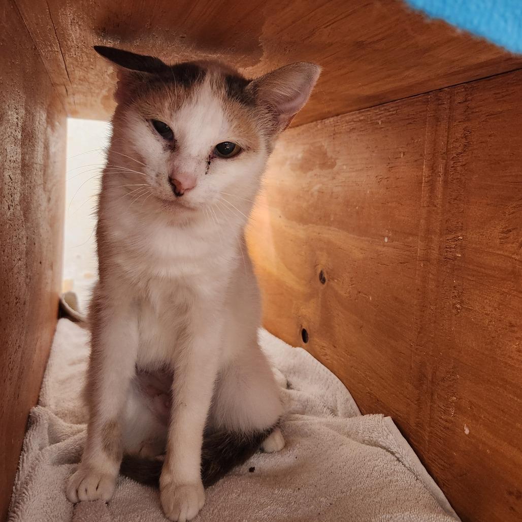 Enlarge Mercury, a Adoptable Domestic Short Hair in Delaware, OH image 4/6