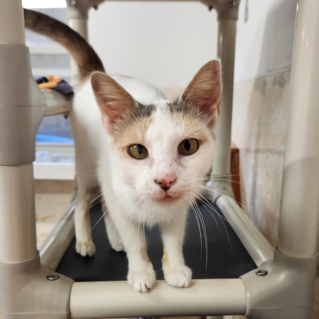 Enlarge Mercury, a Adoptable Domestic Short Hair in Delaware, OH image 5/6