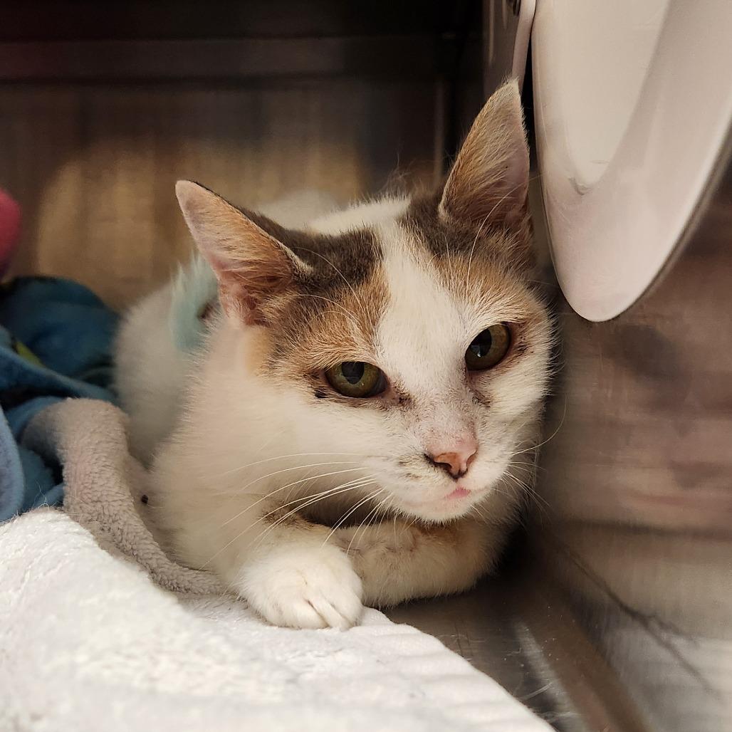 Enlarge Mercury, a Adoptable Domestic Short Hair in Delaware, OH image 6/6