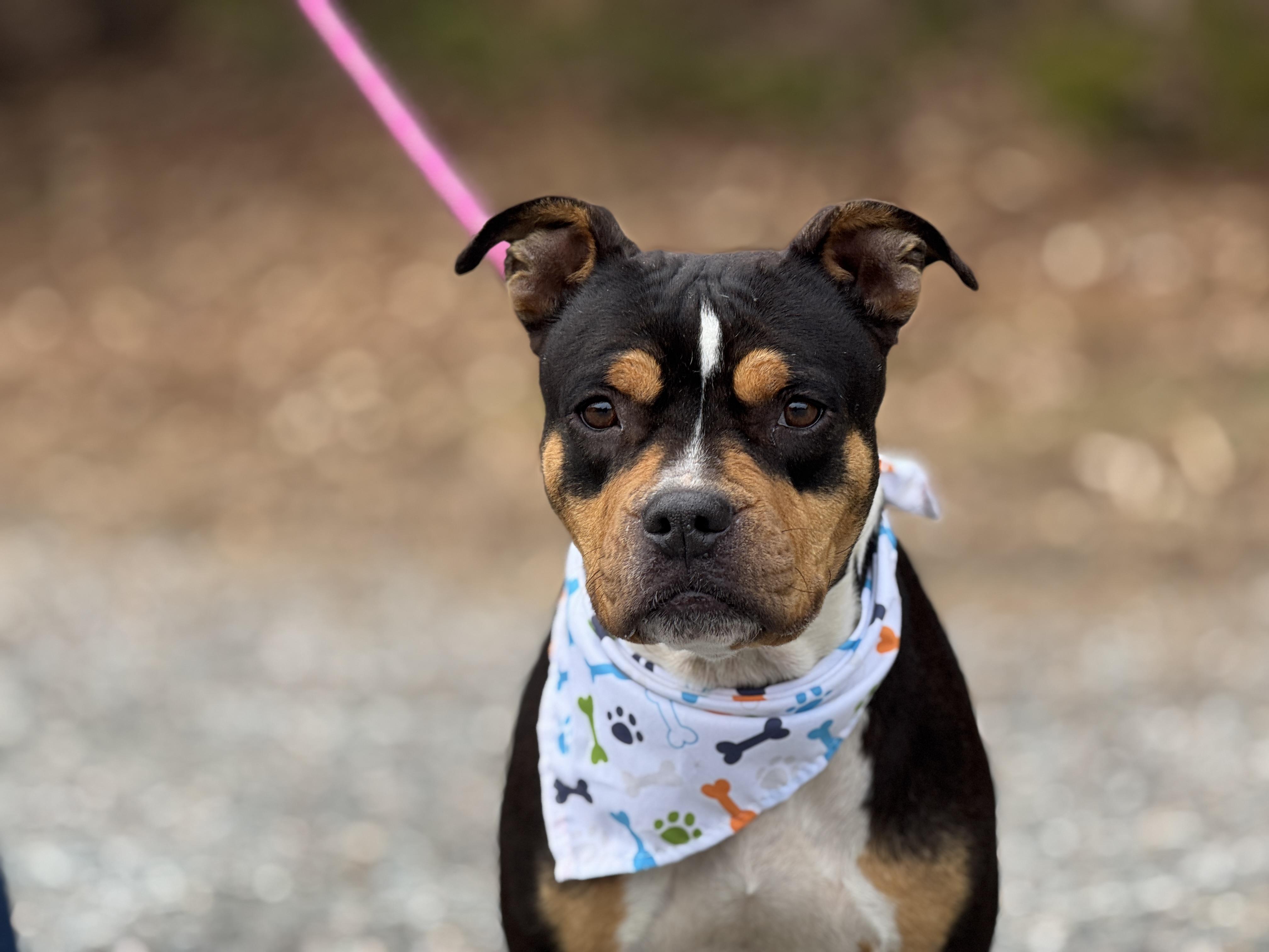 Acorn, Adoptable, Adult Female Terrier.