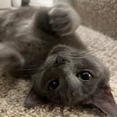 Toby, a Adoptable Domestic Short Hair in Norfolk, VA image 2/5