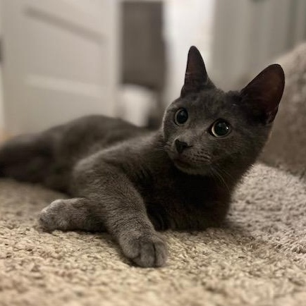 Toby, Adoptable, Adult Male Domestic Short Hair.