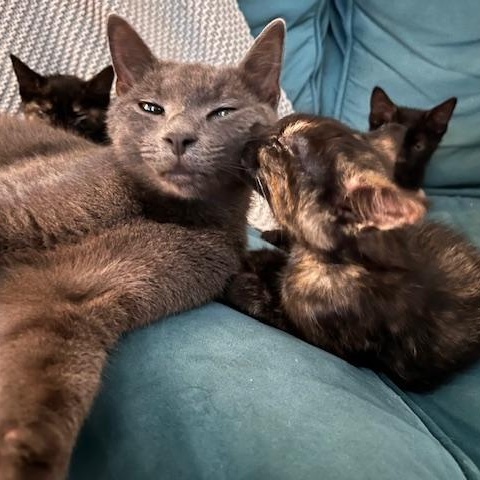 Toby, a Adoptable Domestic Short Hair in Norfolk, VA image 4/5