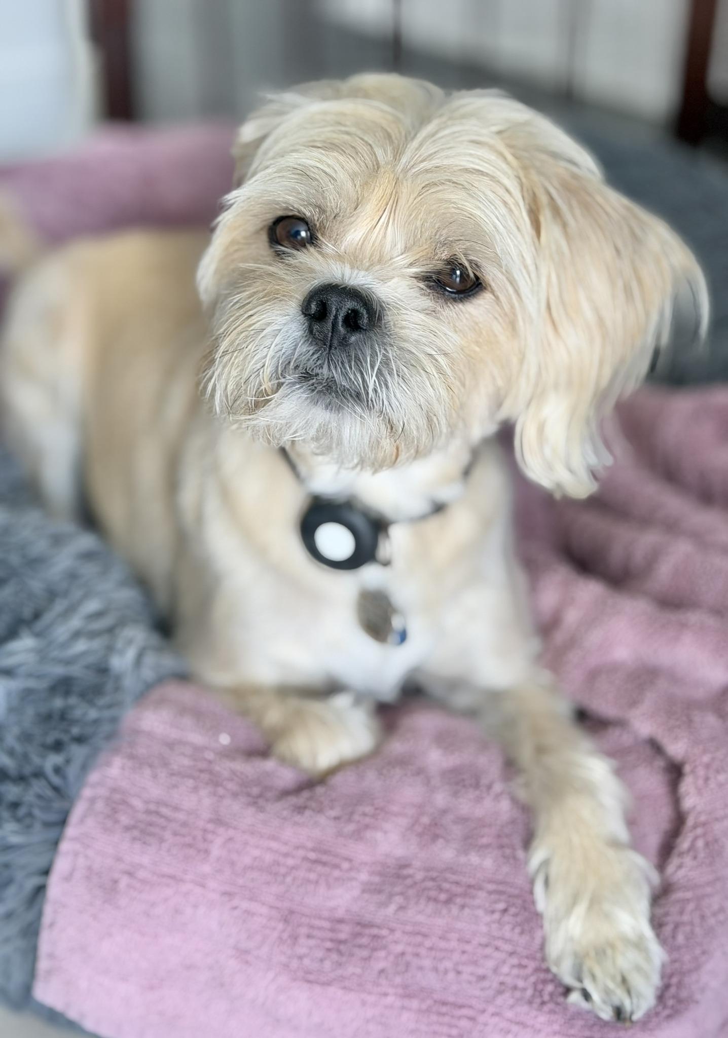 Enlarge BENJI, a ADOPTABLE mixed breed in Montreal, QC image 1/3